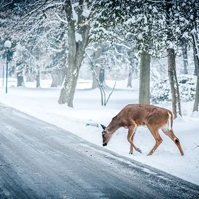 doe standing along a snowy roadway